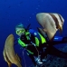 batfish_longfin_jr_v_0705_png0351.jpg